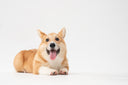 Corgi against white backdrop