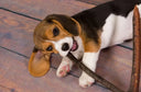 Beagle puppy biting stick