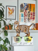 Cat standing on a box of 'Duck & Beef' and 'Beef & Chicken' pet food in a home setting with plants and artwork.
