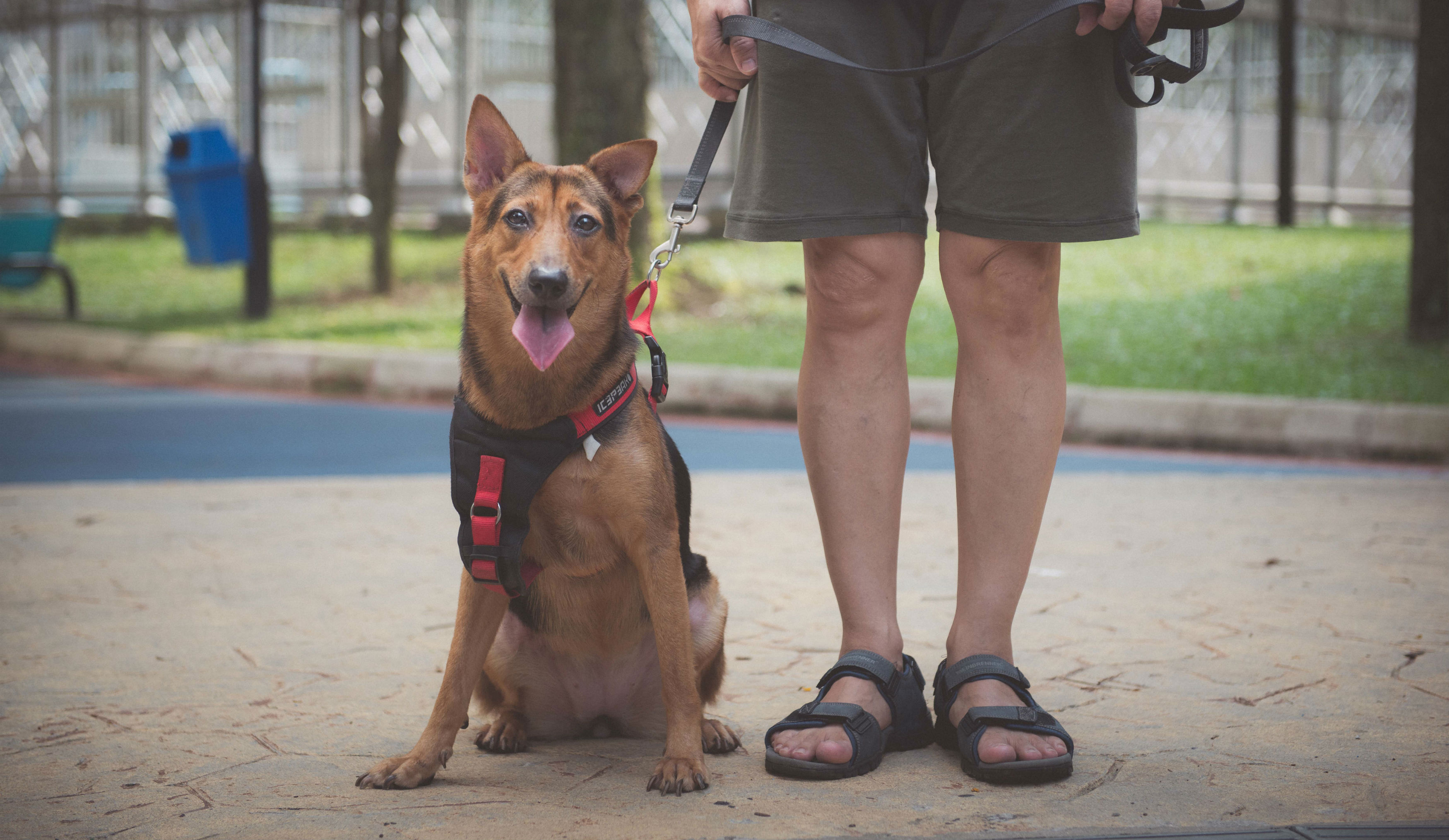 Man_with_Dog