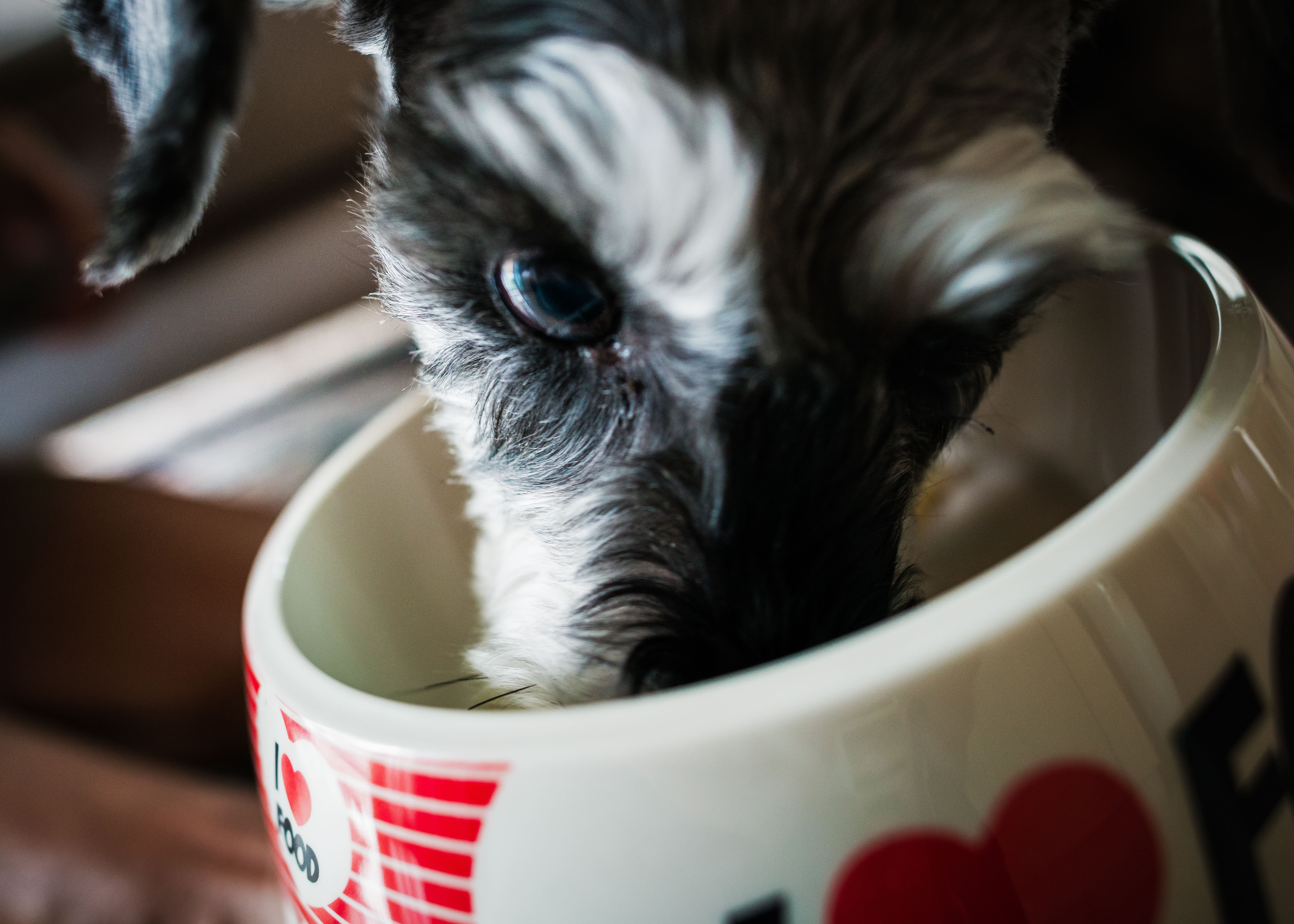 Dog eating out of dog bowl