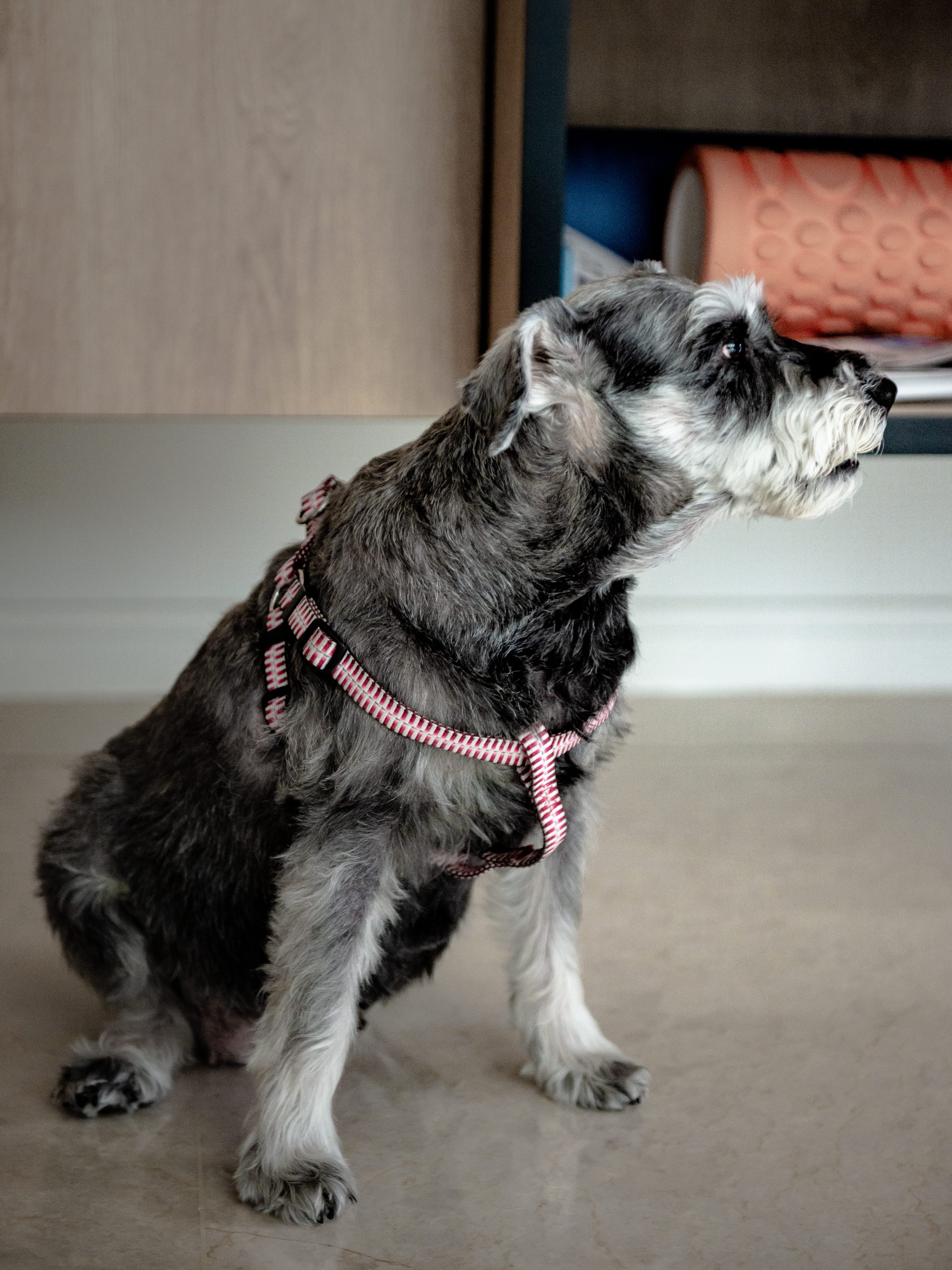 Dog sitting down in harness