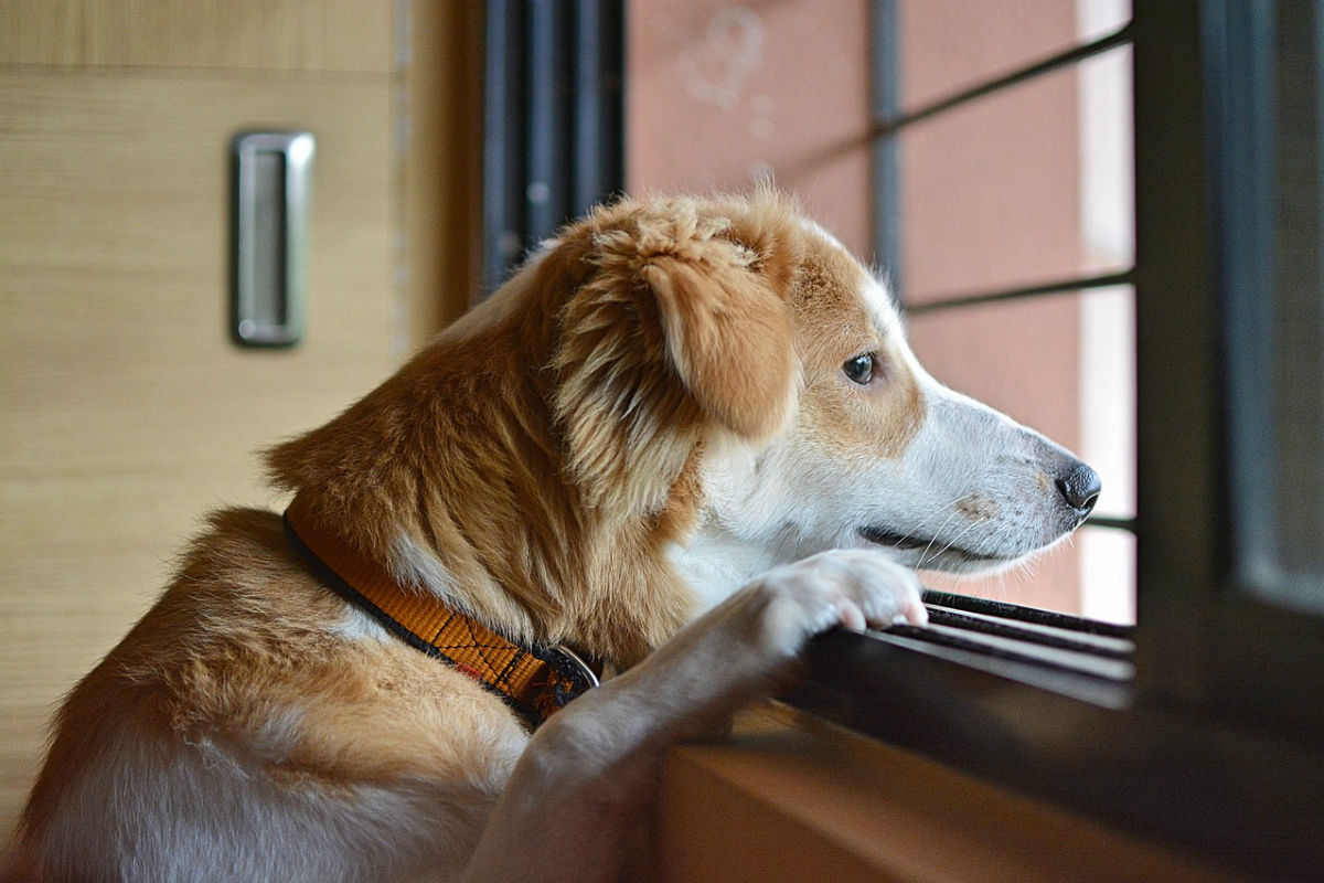 Dog looking out of window