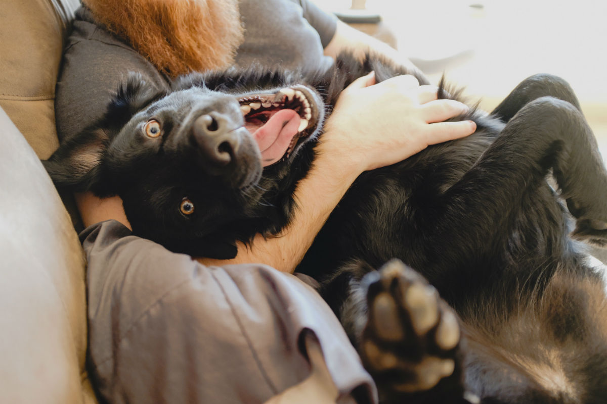 Happy black dog