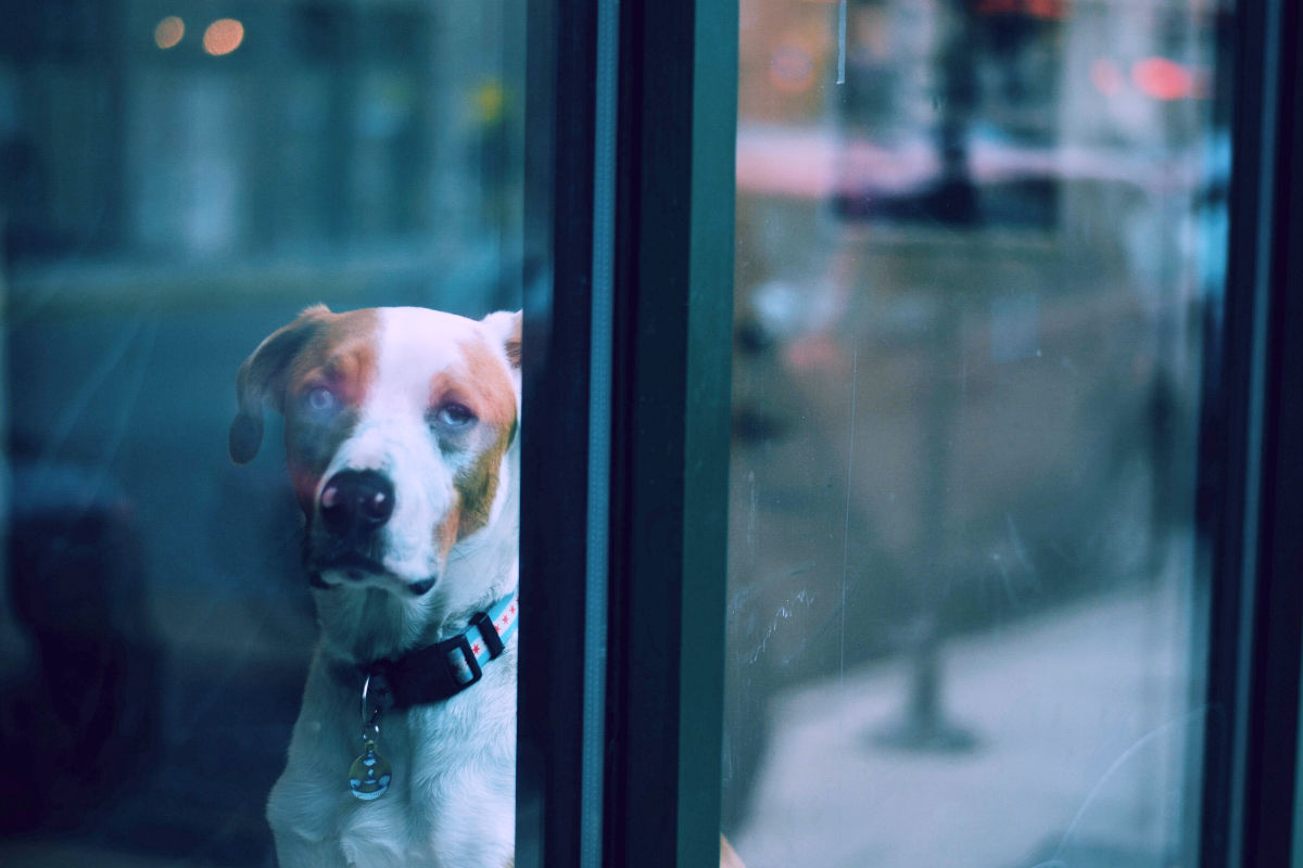 Sad dog at window