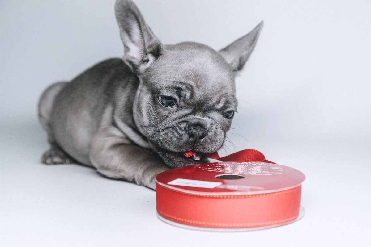 French Bulldog Chewing Ribbon