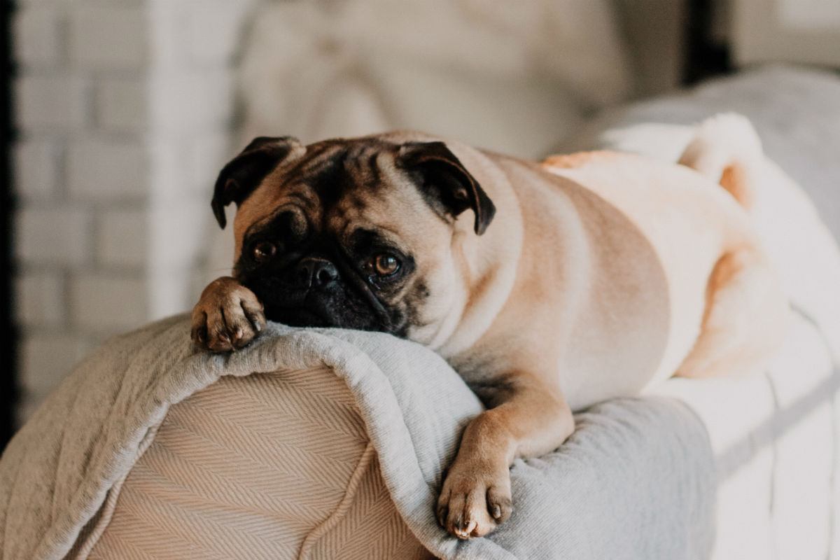 Pug on top of sofa