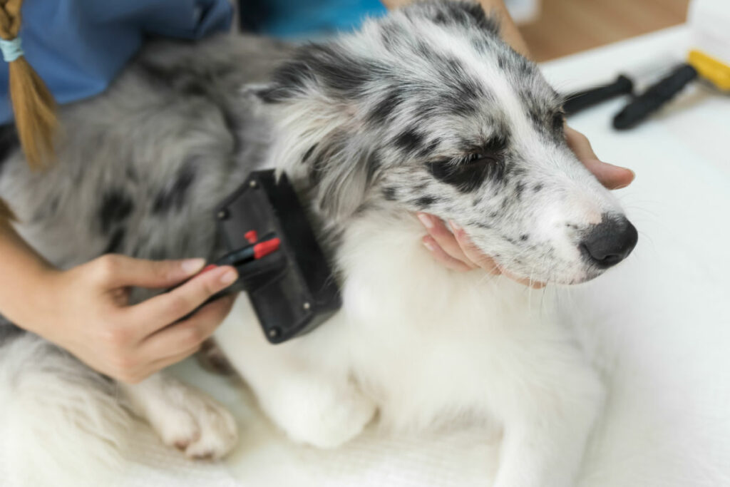 Dog-getting-groomed-with-brush