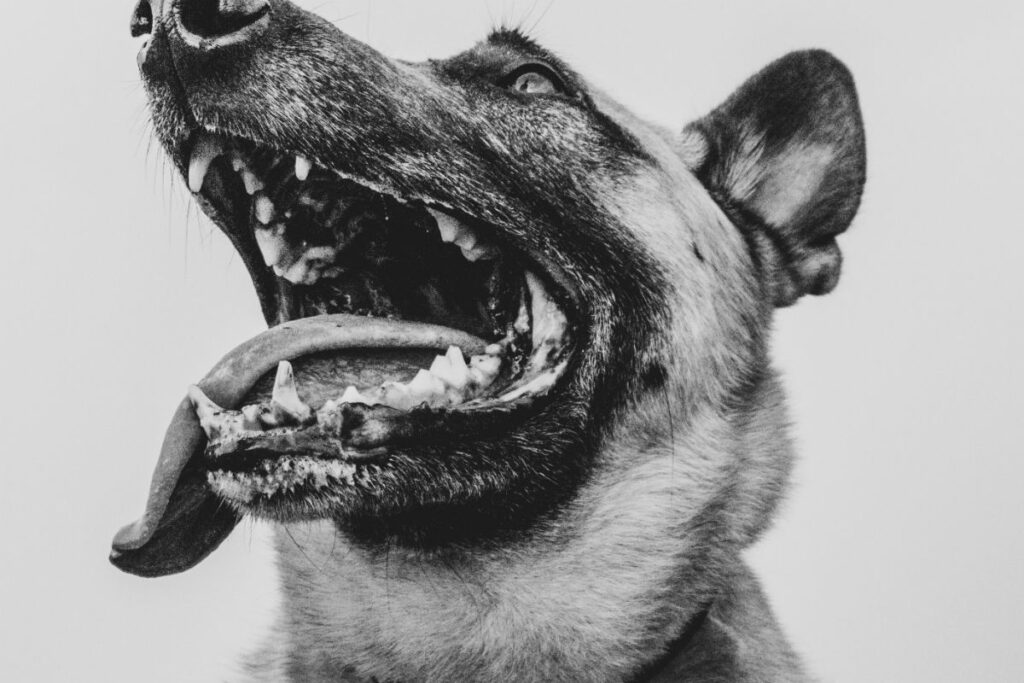 German Shepard with mouth open