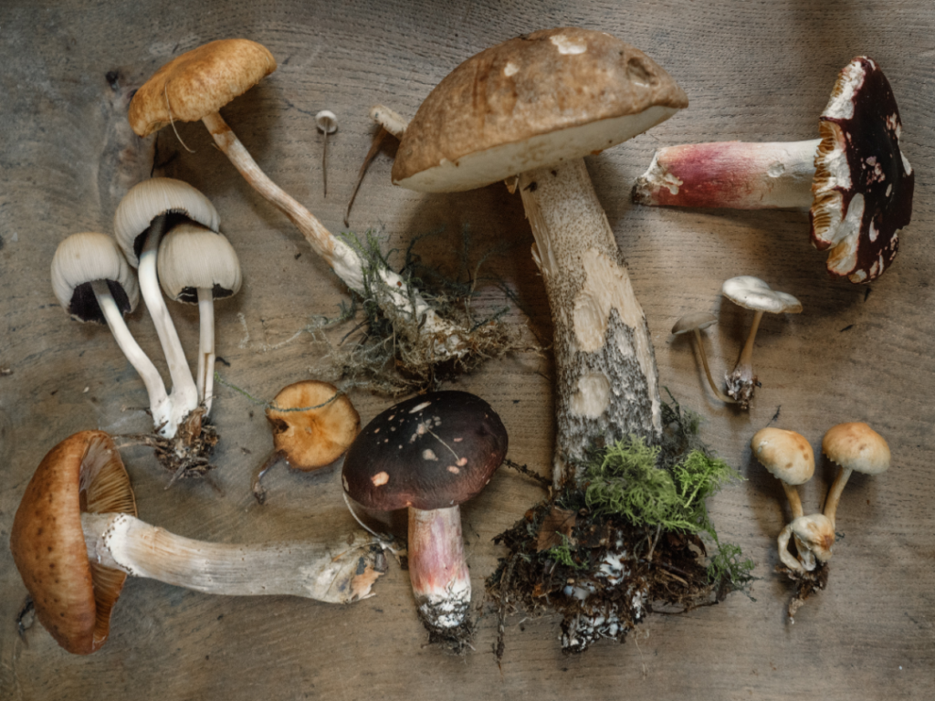 Assortment of fresh mushrooms