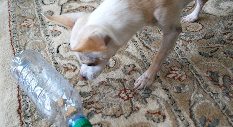 Bottle Game for Dogs