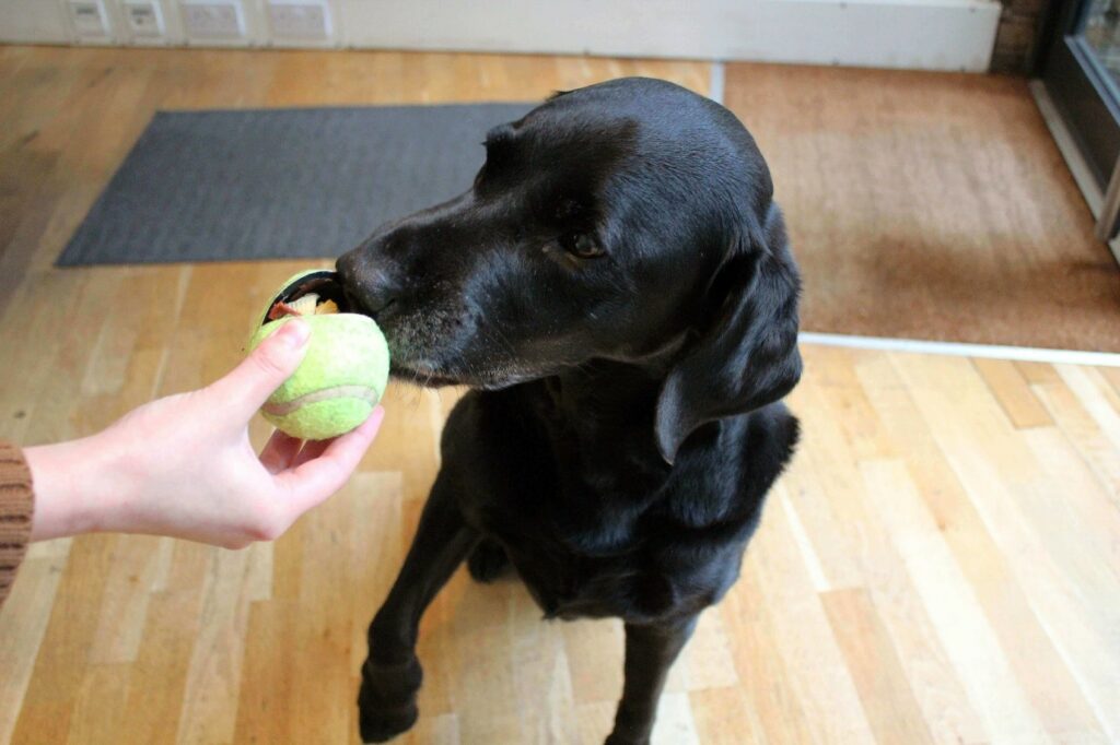 Dog Tennis Ball Cup Game