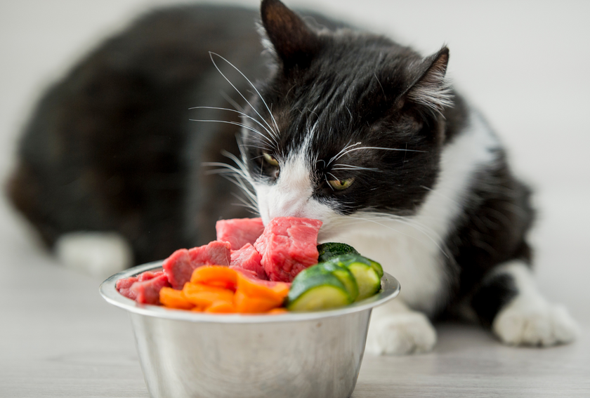What To Feed Your Cat When You Re Out Of Reference: Is Raw Food Suitable For Your Cat