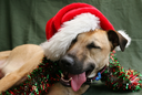 6 Dog-Friendly Christmas Foods You’ll Want To Share