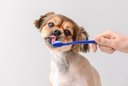 Secrets to Sparkling Clean Teeth For Your Dog