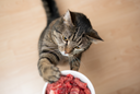 Debunking The Risks of Raw Food For Your Cats