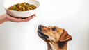 Why Novel Protein Dog Food Might Be Exactly What Your Dog Needs