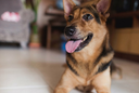 Black and brown dog lying on house floor