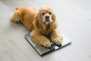 Dog Obesity: Detection, Risks, and Dietary Solutions
