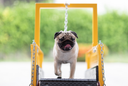 How Can I Help My Dog To Lose Weight?