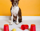 Boston terrier sitting in front of cups and tennis ball