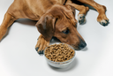 Low Carb Diets for Dogs: What Commercial Pet Food Doesn’t Want You To Know
