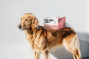 How Lamb Can Help Dogs With Food Sensitivities