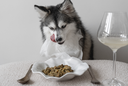 How Different Pets Experience Their Meals
