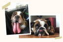 Mochi: From Health Issues To Healthy Dog