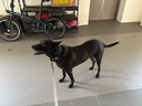 How Fresh Food Interrupted A Dog’s Lifelong Battle With Skin Sensitivities