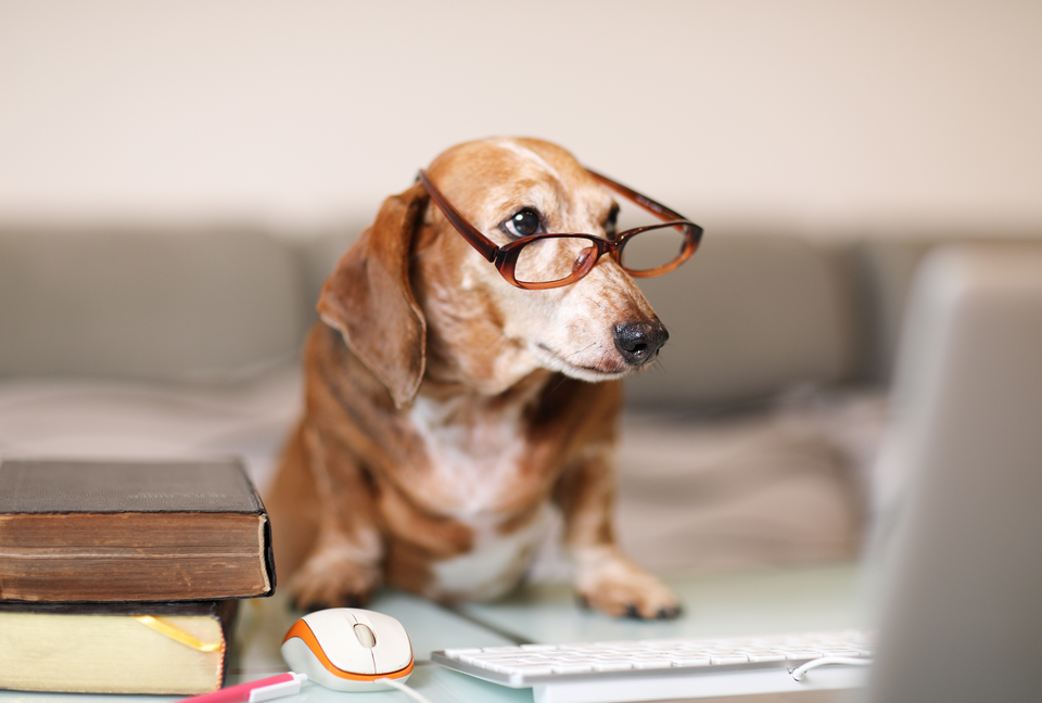 Discusion Dogs Making Sense of Dog Food Labels – The Grateful Pet