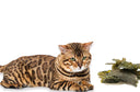 Exploring the Benefits of Seaweed and Marine Plants for Cat Health