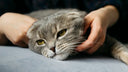 9 Silent Signs Your Cat Might Have Anxiety (And What You Can Do About It)