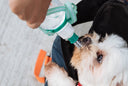 Is Salt Bad for Dogs?