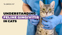 Understanding Feline Gingivitis: Signs, Causes, Prevention