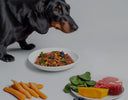 A Guide For Transitioning Your Dog To A Raw Food Diet