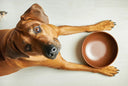 Top 3 Foods You Should Not Avoid Feeding Your Dog