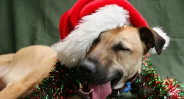 Singapore Special Dog In Christmas Hat and Tinsel.