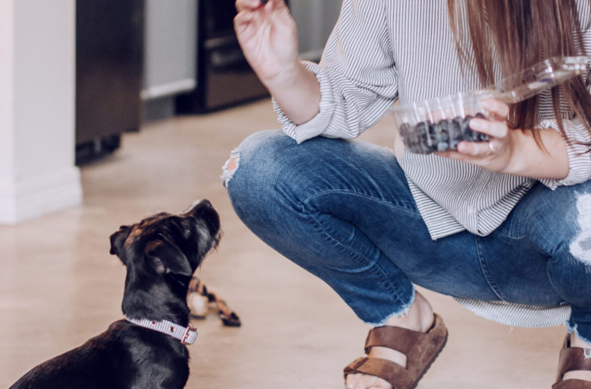 Dog waiting to eat