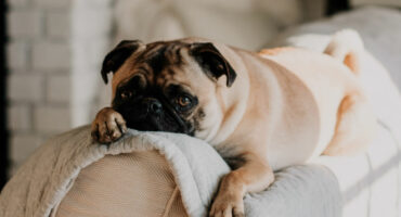 Pug on top of sofa