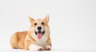 Corgi lying down