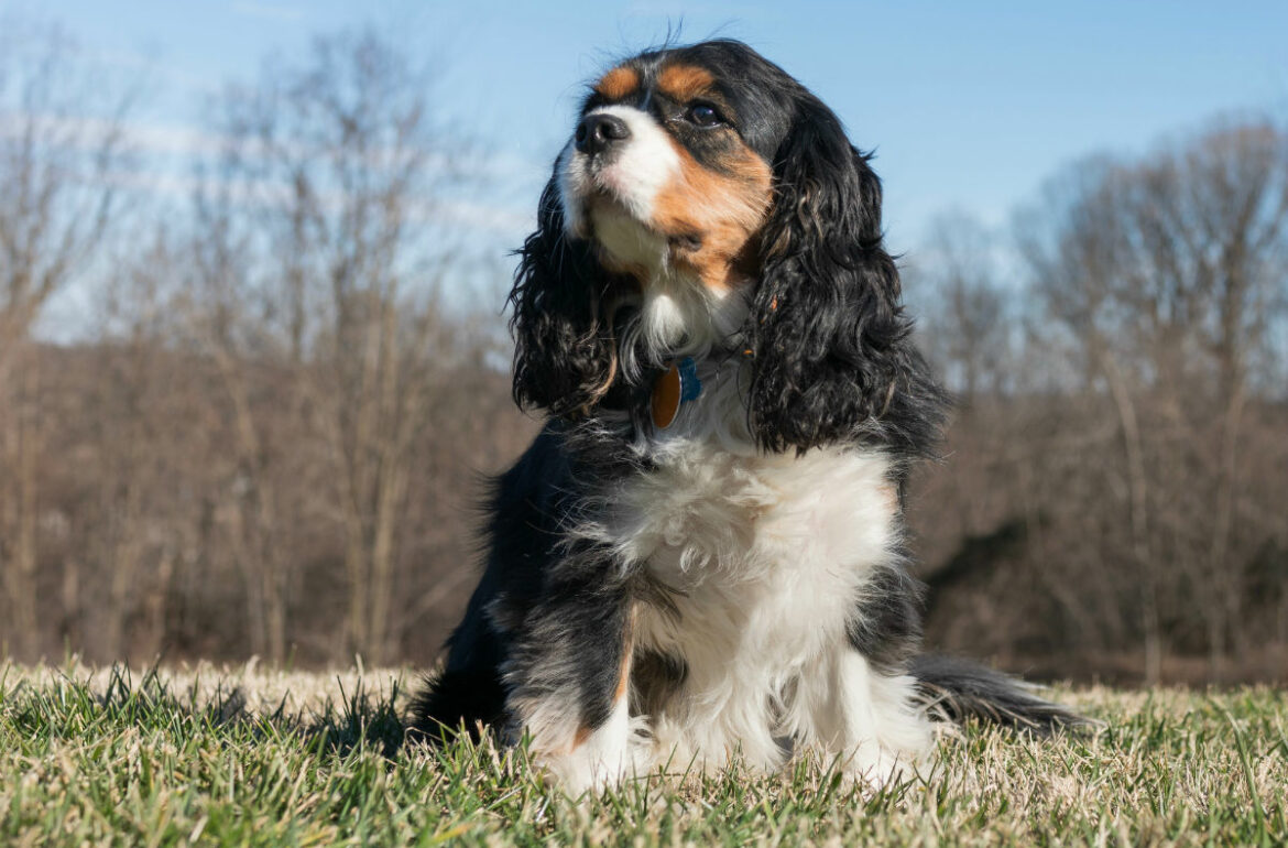 King-charles-Cavalier-great-coat