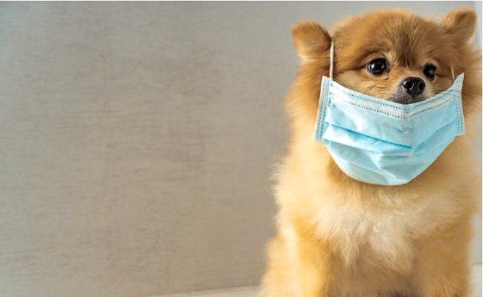 Dog with surgical mask