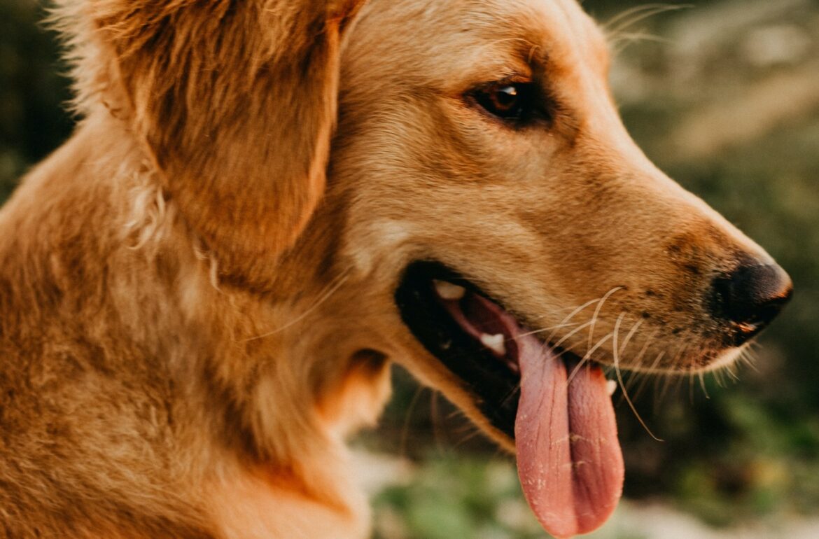 Dog with tongue out