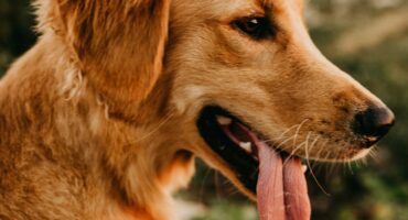 Dog with tongue out