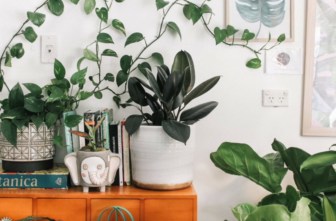 House plants that are pet safe