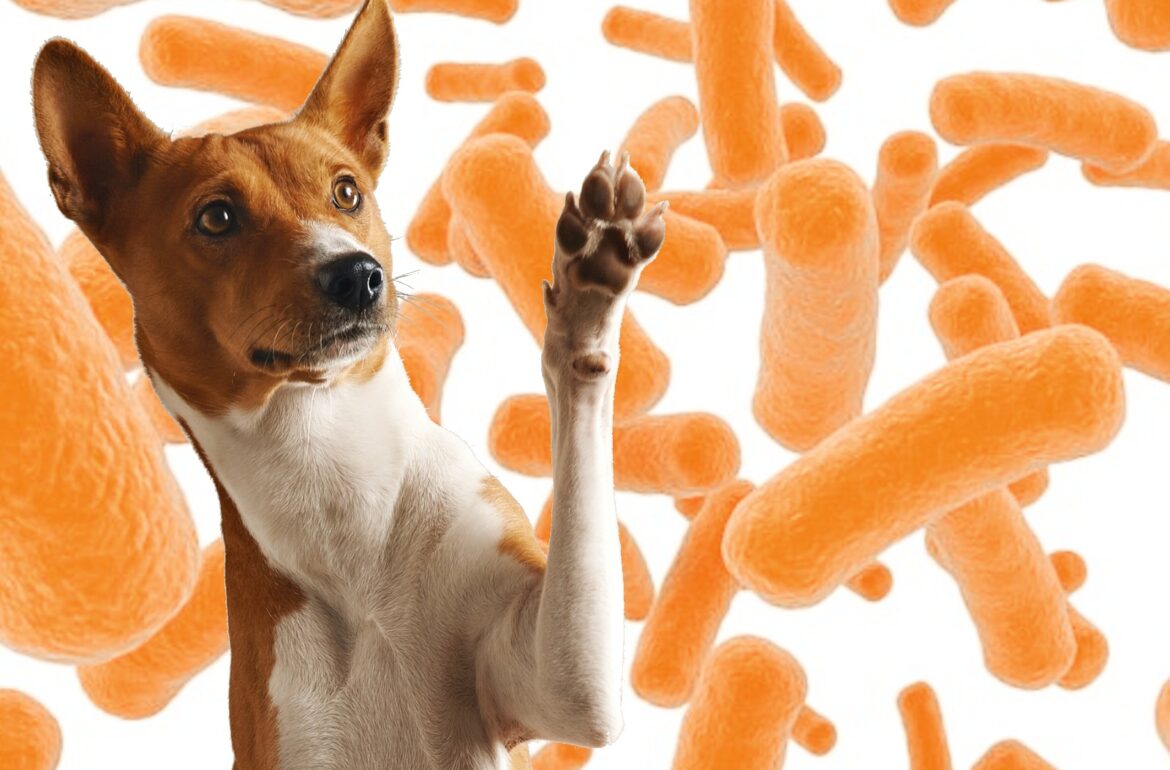 Prebiotics and probiotics for dogs and cats