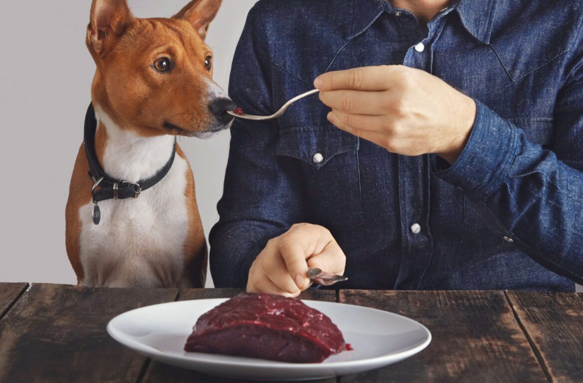 Dog sniffing raw food