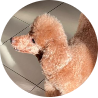 Khookie the miniature poodle