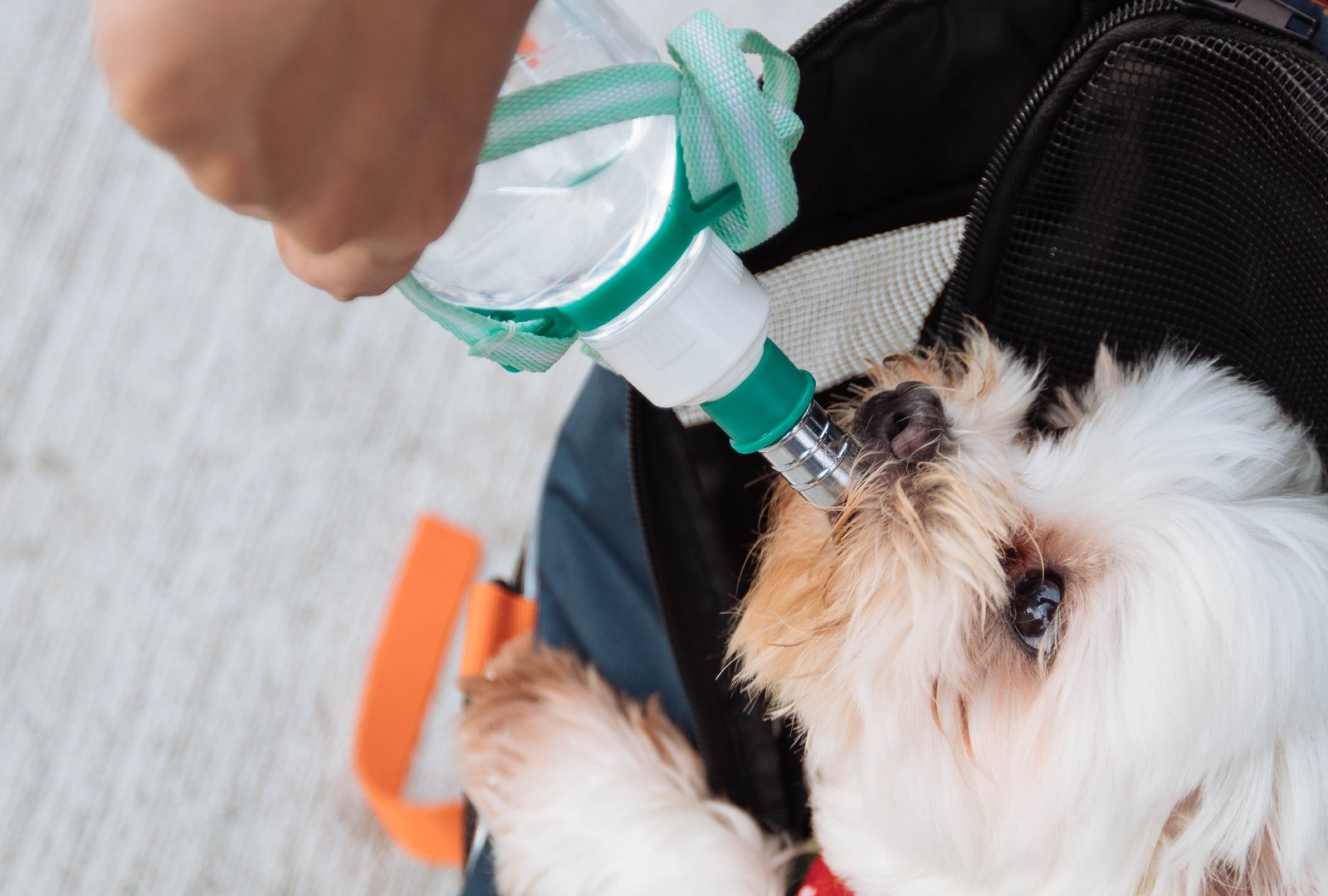 do dogs need salt in hot weather